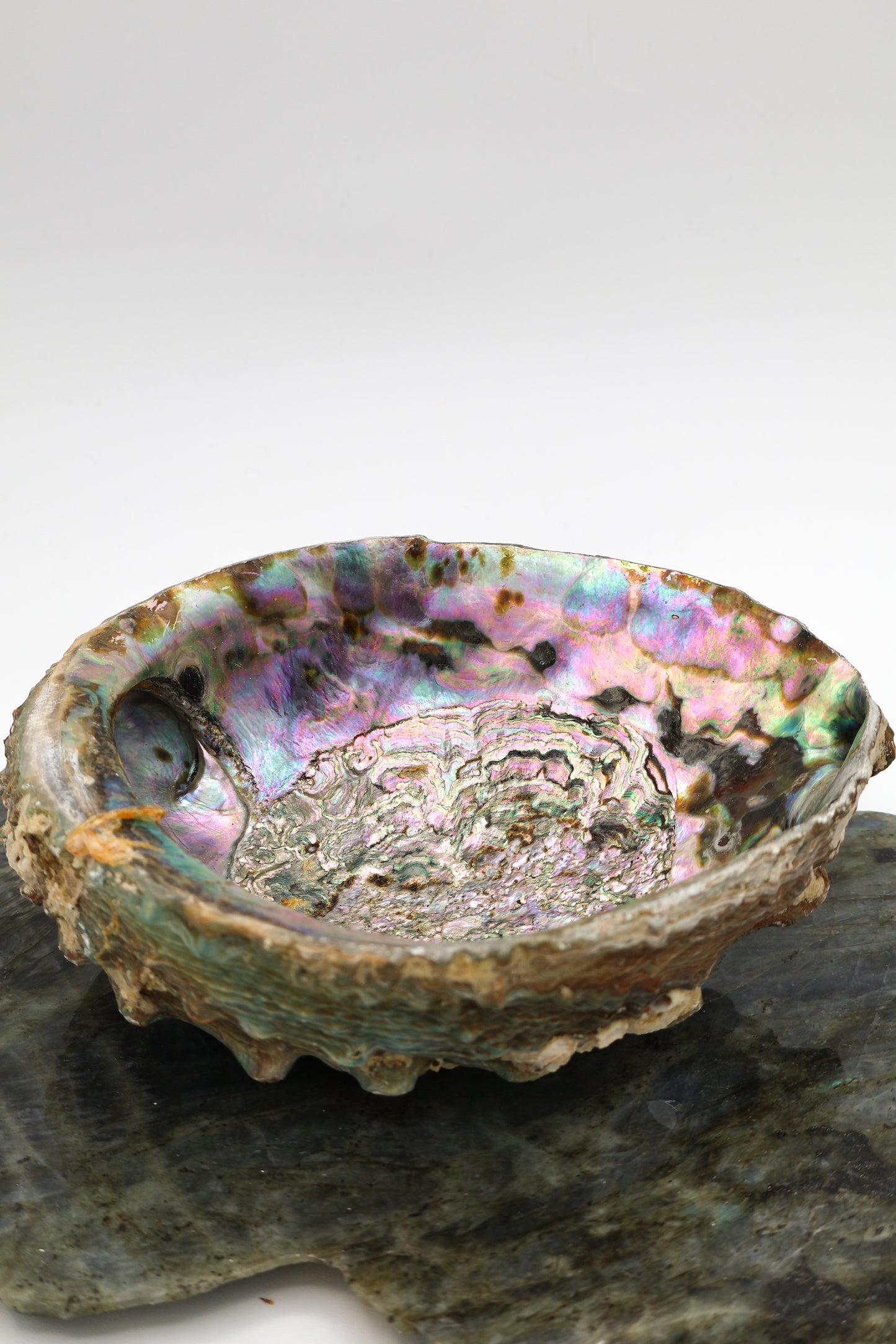 Abalone Shell for Smudging