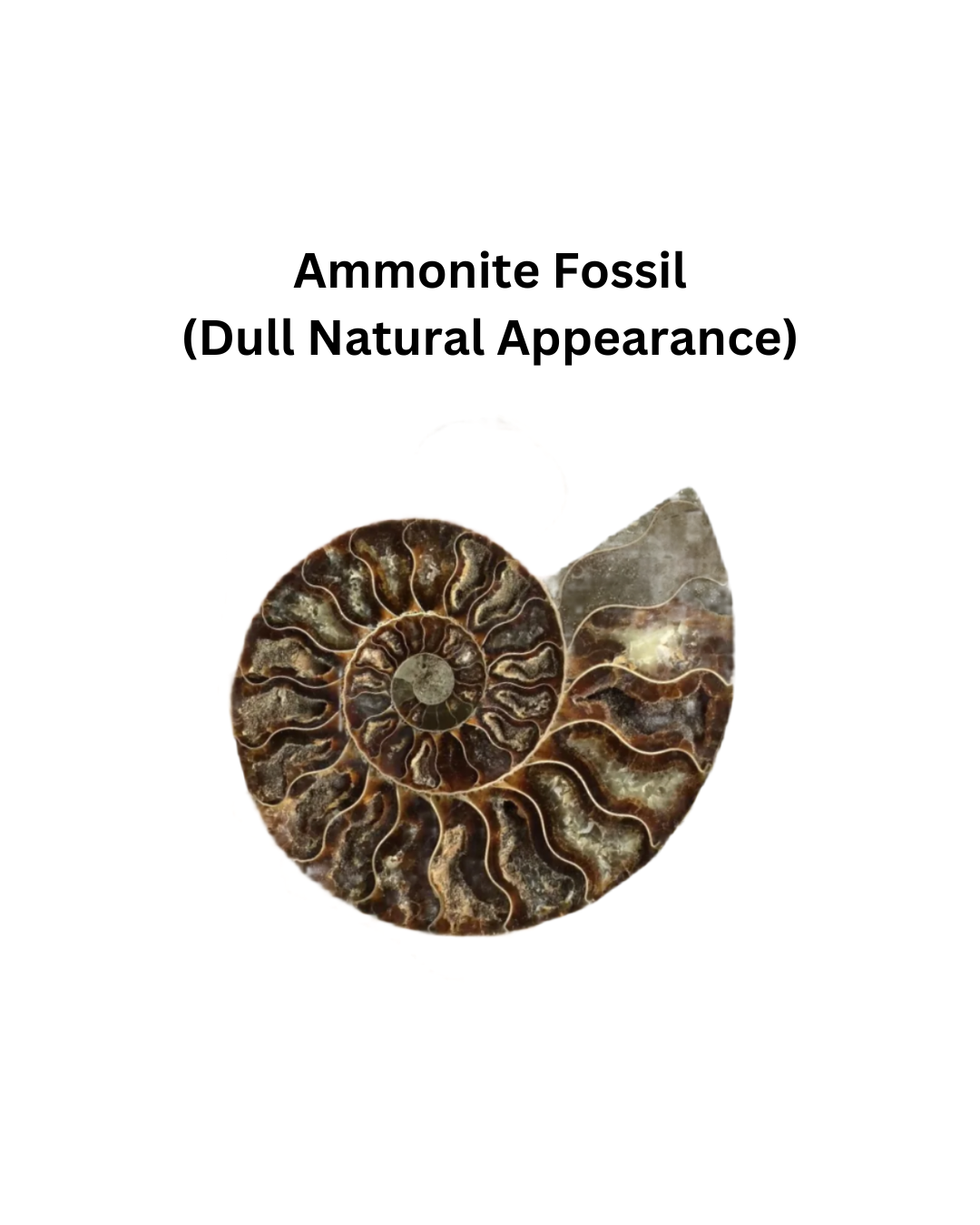 Ammolite and Ammonite Fossil Necklace | Fibonacci Shell