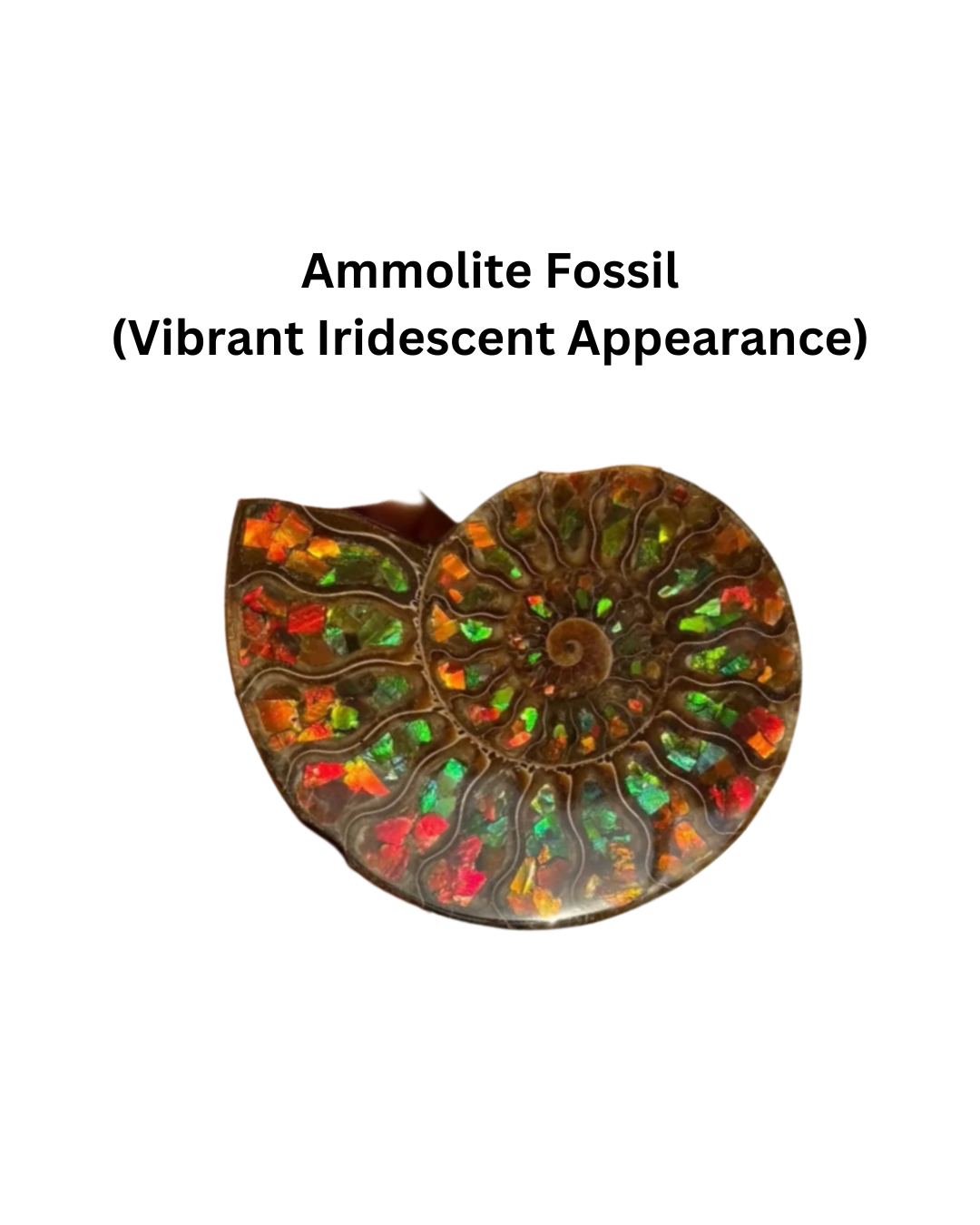 Ammolite and Ammonite Fossil Necklace | Fibonacci Shell
