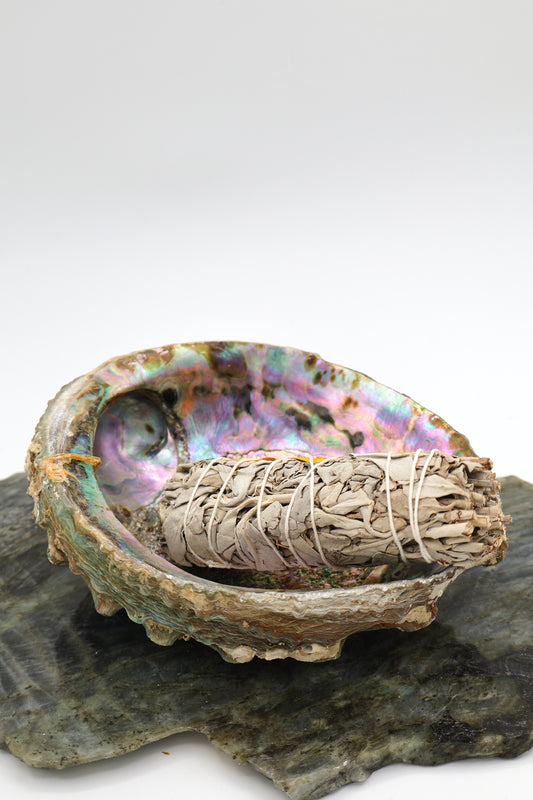 Abalone Shell for Smudging